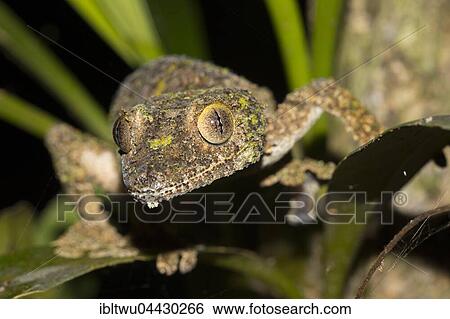 Mossy leaf-tailed gecko (Uroplatus sikorae) on leaves, females, in the rainforest of Andasibe, eastern Madagascar, Madagascar, Africa View Large Photo Image Stock Photograph - Mossy leaf-tailed gecko (Uroplatus sikorae) on leaves, females, in the rainforest of Andasibe, eastern Madagascar, Madagascar, Africa. Fotosearch