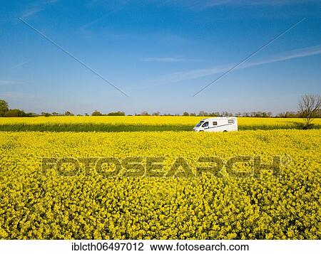Motorhome driving on country road through blooming rape field, Fehmarn, Schleswig-Holstein, Germany, Europe View Large Photo Image Stock Image - Motorhome driving on country road through blooming rape field, Fehmarn, Schleswig-Holstein, Germany, Europe. Fotosearch