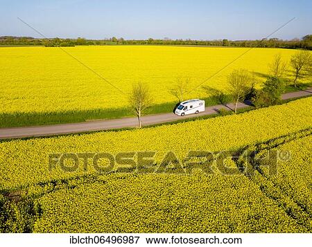 Motorhome driving on country road through blooming rape field, Fehmarn, Schleswig-Holstein, Germany, Europe View Large Photo Image Stock Photo - Motorhome driving on country road through blooming rape field, Fehmarn, Schleswig-Holstein, Germany, Europe. Fotosearch