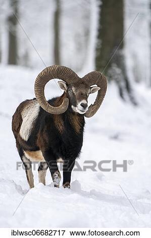Mouflon (Ovis gmelini) in winter in the forest, Volcanic Eifel, Rhineland-Palatinate, Germany, Europe View Large Photo Image Stock Photo - Mouflon (Ovis gmelini) in winter in the forest, Volcanic Eifel, Rhineland-Palatinate, Germany, Europe. Fotosearch
