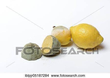 Moulded lemon, mould ( Citrus) lemon View Large Photo Image Picture - Moulded lemon, mould ( Citrus) lemon. Fotosearch