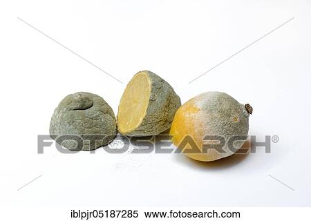 Stock Photography - Moulded lemon, mould ( Citrus) lemon. Fotosearch