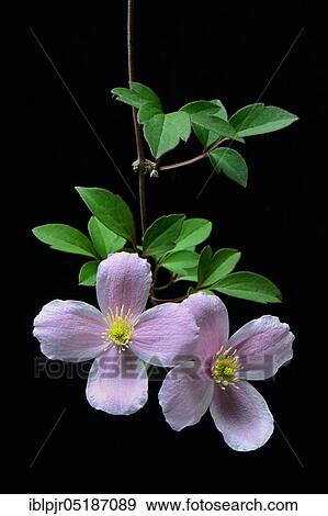 Mountain clematis Rubens (Clematis montana rubens) View Large Photo Image Stock Photo - Mountain clematis Rubens (Clematis montana rubens). Fotosearch