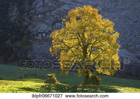 Mountain maple, Acer pseudoplatanus, Switzerland, Europe View Large Photo Image Stock Photo - Mountain maple, Acer pseudoplatanus, Switzerland, Europe. Fotosearch