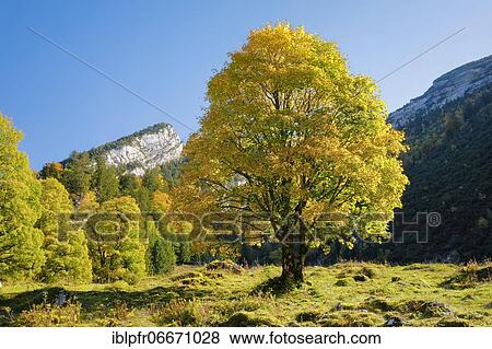 Mountain maple, Acer pseudoplatanus, Switzerland, Europe View Large Photo Image Stock Photo - Mountain maple, Acer pseudoplatanus, Switzerland, Europe. Fotosearch
