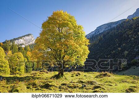 Mountain maple, Acer pseudoplatanus, Switzerland, Europe View Large Photo Image Stock Photo - Mountain maple, Acer pseudoplatanus, Switzerland, Europe. Fotosearch