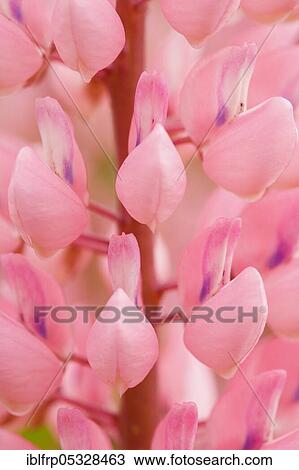Stock Image - Multileaved lupin, Lupinus polyphyllus, Switzerland, Europe. Fotosearch