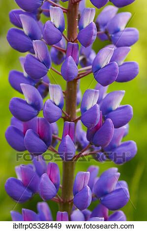 Multileaved lupin, Lupinus polyphyllus, Switzerland, Europe View Large Photo Image Stock Photo - Multileaved lupin, Lupinus polyphyllus, Switzerland, Europe. Fotosearch