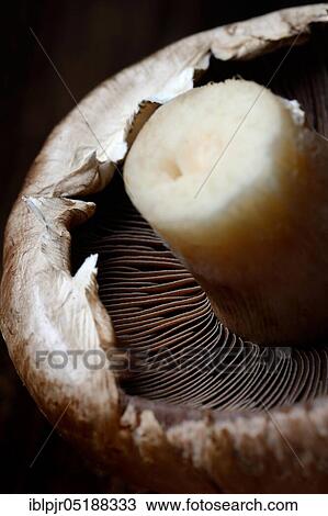 Stock Image - Mushroom, white cultivated mushroom, agaricus bisporus, cultivated mushroom, edible mushroom, edible mushrooms, lamellae. Fotosearch
