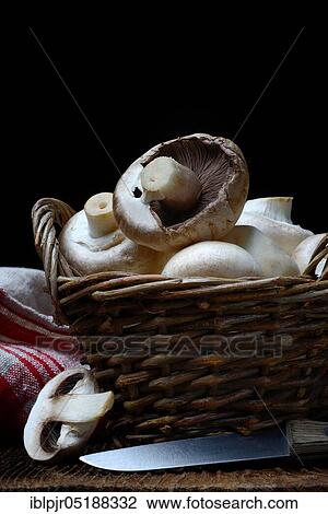 Mushroom, white cultivated mushrooms in baskets and knives, agaricus bisporus, cultivated mushroom, edible mushroom, edible mushrooms, boar, boar View Large Photo Image Stock Image - Mushroom, white cultivated mushrooms in baskets and knives, agaricus bisporus, cultivated mushroom, edible mushroom, edible mushrooms, boar, boar. Fotosearch