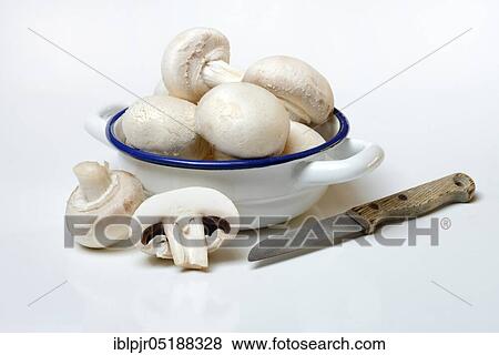 Mushrooms, white cultivated mushrooms in shell and knife, agaricus bisporus, cultivated mushroom View Large Photo Image Stock Photo - Mushrooms, white cultivated mushrooms in shell and knife, agaricus bisporus, cultivated mushroom. Fotosearch
