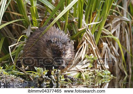 Muskrat (Ondatra zibethicus) feeding, Naturpark Flusslandschaft Peenetal, Mecklenburg-Western Pomerania, Germany, Europe View Large Photo Image Stock Photography - Muskrat (Ondatra zibethicus) feeding, Naturpark Flusslandschaft Peenetal, Mecklenburg-Western Pomerania, Germany, Europe. Fotosearch