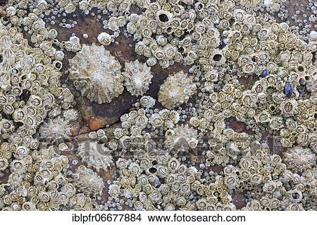 Picture - Mussels on rocks, Scotland, Great Britain. Fotosearch