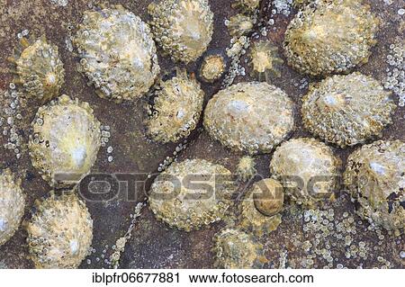 Mussels on rocks, Scotland, Great Britain View Large Photo Image Stock Image - Mussels on rocks, Scotland, Great Britain. Fotosearch