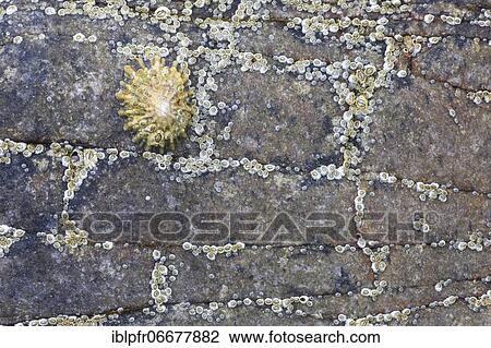 Mussels on rocks, Scotland, Great Britain View Large Photo Image Stock Image - Mussels on rocks, Scotland, Great Britain. Fotosearch