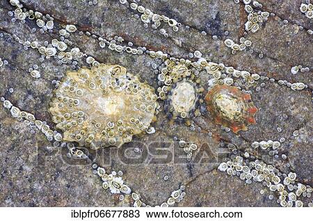 Mussels on rocks, Scotland, Great Britain View Large Photo Image Stock Image - Mussels on rocks, Scotland, Great Britain. Fotosearch