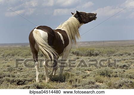 Stock Image - Mustang (Equus ferus caballus), stallion, piebald flehming in the prairie, Wyoming, USA, North America. Fotosearch