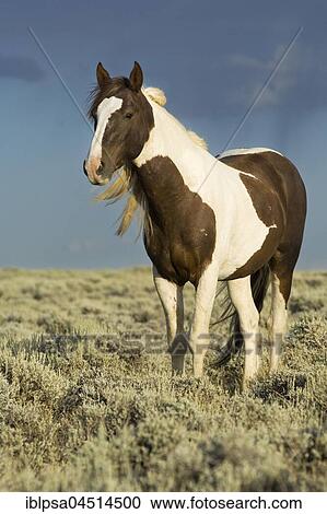 Mustang (Equus ferus caballus), stallion, piebald standing in prairie, Wyoming, USA, North America View Large Photo Image Stock Image - Mustang (Equus ferus caballus), stallion, piebald standing in prairie, Wyoming, USA, North America. Fotosearch