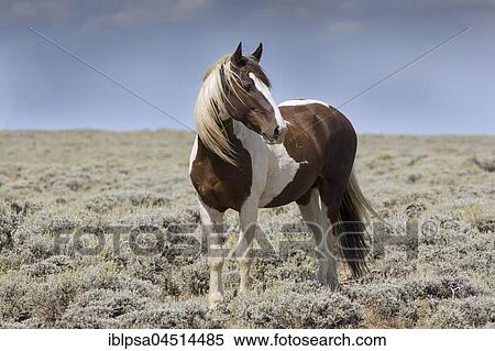 Mustang (Equus ferus caballus), stallion, piebald standing in prairie, Wyoming, USA, North America View Large Photo Image Stock Photography - Mustang (Equus ferus caballus), stallion, piebald standing in prairie, Wyoming, USA, North America. Fotosearch