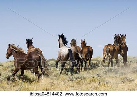 Mustangs (Equus ferus caballus), herd fleeing in the prairie, Wyoming, USA, North America View Large Photo Image Stock Image - Mustangs (Equus ferus caballus), herd fleeing in the prairie, Wyoming, USA, North America. Fotosearch