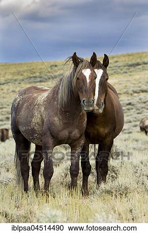 Stock Image - Mustangs (Equus ferus caballus), stallion and mare standing in prairie, Wyoming, USA, North America. Fotosearch