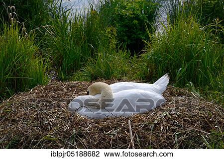 Stock Image - Mute swan on nest, breeding, Cygnus olor. Fotosearch