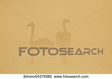 Mute Swans (Cygnus olor), pair in mist at sunrise, Nature Park Peental, Mecklenburg-Western Pomerania, Germany, Europe View Large Photo Image Stock Photography - Mute Swans (Cygnus olor), pair in mist at sunrise, Nature Park Peental, Mecklenburg-Western Pomerania, Germany, Europe. Fotosearch