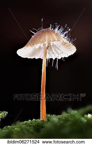 Mycena metata (Mycena metata), North Rhine-Westphalia, Germany, Europe View Large Photo Image Picture - Mycena metata (Mycena metata), North Rhine-Westphalia, Germany, Europe. Fotosearch
