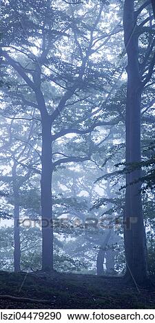 Mysterious foggy forest landscape, dawn, Witten, Ruhr district, North Rhine-Westphalia, Germany, Europe View Large Photo Image Stock Image - Mysterious foggy forest landscape, dawn, Witten, Ruhr district, North Rhine-Westphalia, Germany, Europe. Fotosearch