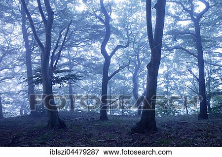 Mysterious foggy forest landscape, dawn, Witten, Ruhr district, North Rhine-Westphalia, Germany, Europe View Large Photo Image Stock Photo - Mysterious foggy forest landscape, dawn, Witten, Ruhr district, North Rhine-Westphalia, Germany, Europe. Fotosearch