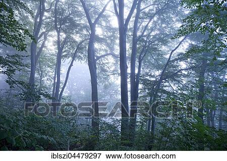 Mysterious foggy forest landscape, dawn, Witten, Ruhr district, North Rhine-Westphalia, Germany, Europe View Large Photo Image Stock Photo - Mysterious foggy forest landscape, dawn, Witten, Ruhr district, North Rhine-Westphalia, Germany, Europe. Fotosearch