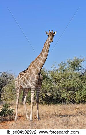 Namibian giraffe (Giraffa giraffa angolensis), adult female facing camera, Etosha National Park, Namibia, Africa View Large Photo Image Stock Image - Namibian giraffe (Giraffa giraffa angolensis), adult female facing camera, Etosha National Park, Namibia, Africa. Fotosearch