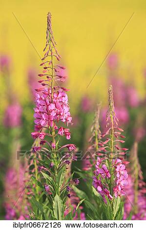 Narrow-leaved willowherb and rape field View Large Photo Image Stock Photograph - Narrow-leaved willowherb and rape field. Fotosearch
