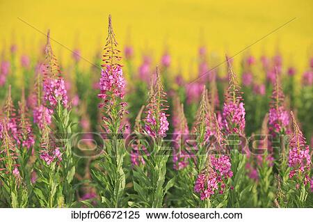 Stock Photography - Narrow-leaved willowherb and rape field. Fotosearch