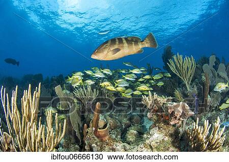 Stock Image - Nassau grouper (Epinephelus striatus) and yellow grunts (Haemulon flavolineatum), gardens of the queen national park, Cuba, Central America. Fotosearch