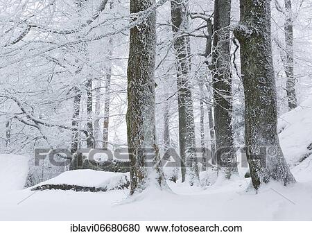 Natural forest in winter with snow and hoarfrost, Großer Waldstein, Fichtelgebirge, Upper Franconia, Franconia, Bavaria, Germany, Europe View Large Photo Image Stock Image - Natural forest in winter with snow and hoarfrost, Großer Waldstein, Fichtelgebirge, Upper Franconia, Franconia, Bavaria, Germany, Europe. Fotosearch