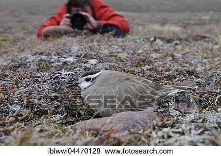 Stock Photo - Nature photographer taking photo, Eurasian dotterel (Eudromias morinellus), male in nest, breeding, Varanger, Norway, Europe. Fotosearch