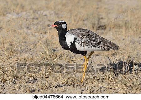 Picture - Northern black korhaan (Afrotis afraoides), adult male, Etosha National Park, Namibia, Africa. Fotosearch