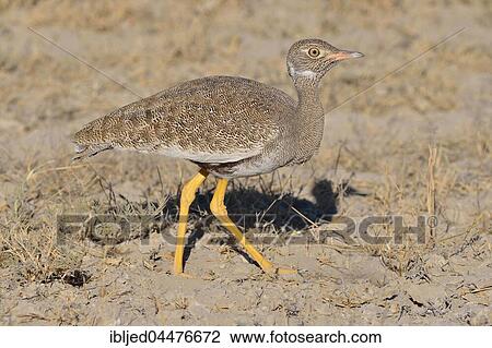 Northern black korhaan (Afrotis afraoides), adult female, Etosha National Park, Namibia, Africa View Large Photo Image Stock Image - Northern black korhaan (Afrotis afraoides), adult female, Etosha National Park, Namibia, Africa. Fotosearch
