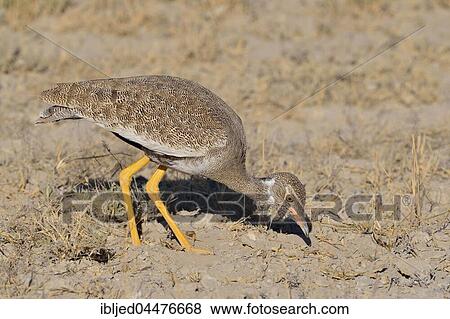 Northern black korhaan (Afrotis afraoides), adult female searching for food, Etosha National Park, Namibia, Africa View Large Photo Image Stock Photo - Northern black korhaan (Afrotis afraoides), adult female searching for food, Etosha National Park, Namibia, Africa. Fotosearch