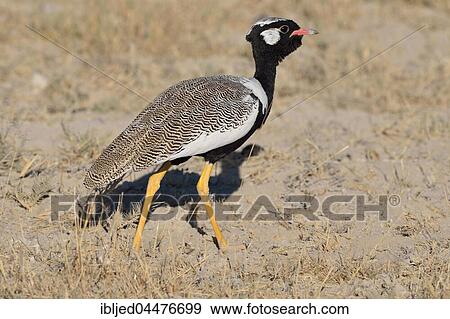 Northern black korhaan (Afrotis afraoides), adult male, Etosha National Park, Namibia, Africa View Large Photo Image Stock Photo - Northern black korhaan (Afrotis afraoides), adult male, Etosha National Park, Namibia, Africa. Fotosearch
