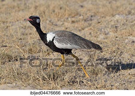 Stock Photograph - Northern black korhaan (Afrotis afraoides), adult male, Etosha National Park, Namibia, Africa. Fotosearch