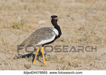Northern black korhaan (Afrotis afraoides), adult male, Etosha National Park, Namibia, Africa View Large Photo Image Stock Photography - Northern black korhaan (Afrotis afraoides), adult male, Etosha National Park, Namibia, Africa. Fotosearch