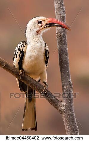 Northern red-billed hornbill (Tockus erythrorhynchus) on tree, Samburu National Reserve, Kenya, Africa View Large Photo Image Stock Image - Northern red-billed hornbill (Tockus erythrorhynchus) on tree, Samburu National Reserve, Kenya, Africa. Fotosearch