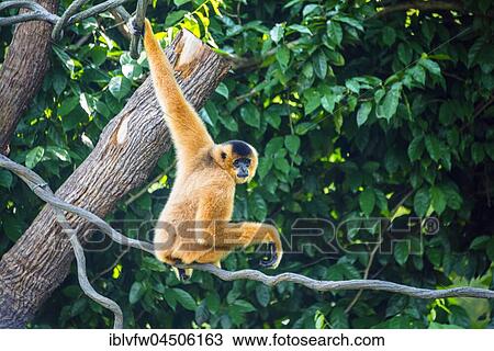 Northern white-cheeked gibbon (Nomascus leucogenys) capive, Singapore Zoo, Singapore, Asia View Large Photo Image Stock Image - Northern white-cheeked gibbon (Nomascus leucogenys) capive, Singapore Zoo, Singapore, Asia. Fotosearch