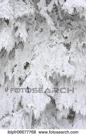 Stock Photo - Norway spruce (Picea abies), with ruffles in winter, Switzerland, Europe. Fotosearch
