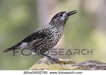 Nutcracker (Nucifraga caryocatactes) on tree trunk, Tyrol, Austria, Europe View Large Photo Image Stock Photography - Nutcracker (Nucifraga caryocatactes) on tree trunk, Tyrol, Austria, Europe. Fotosearch