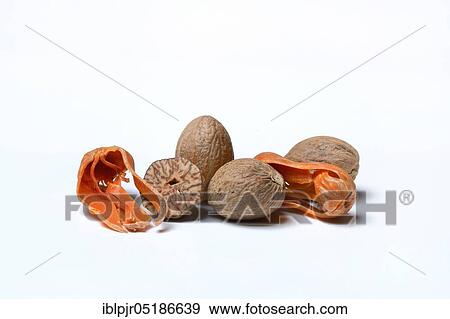 Nutmegs and mace View Large Photo Image Stock Photo - Nutmegs and mace. Fotosearch