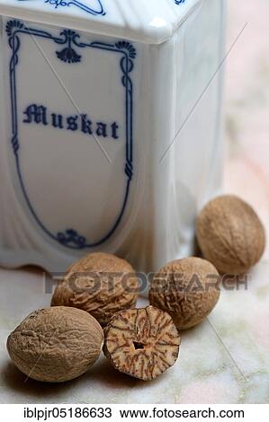 Nutmegs ( Myristica fragrans) View Large Photo Image Stock Image - Nutmegs ( Myristica fragrans). Fotosearch