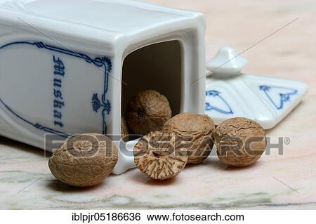 Stock Photograph - Nutmegs ( Myristica fragrans). Fotosearch